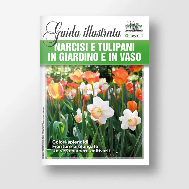 Mad Guide Illustrate Narcisi e tulipani in giardino e in vaso guida bulbose
