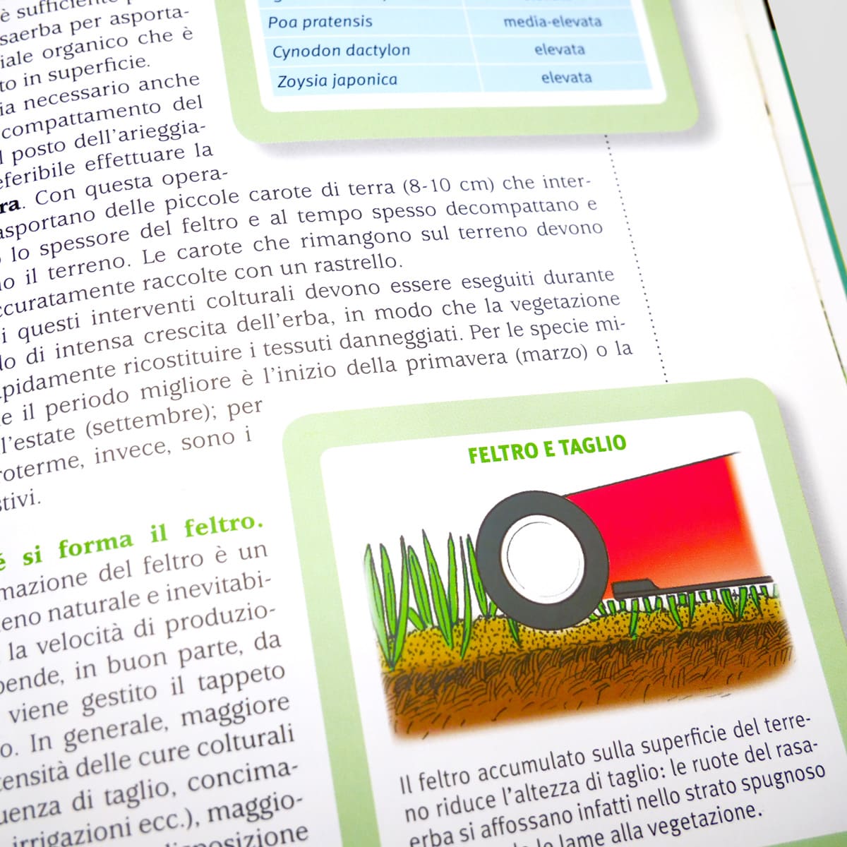 Mad Giardinaggio Coltivare senza problemi il tappeto erboso guida