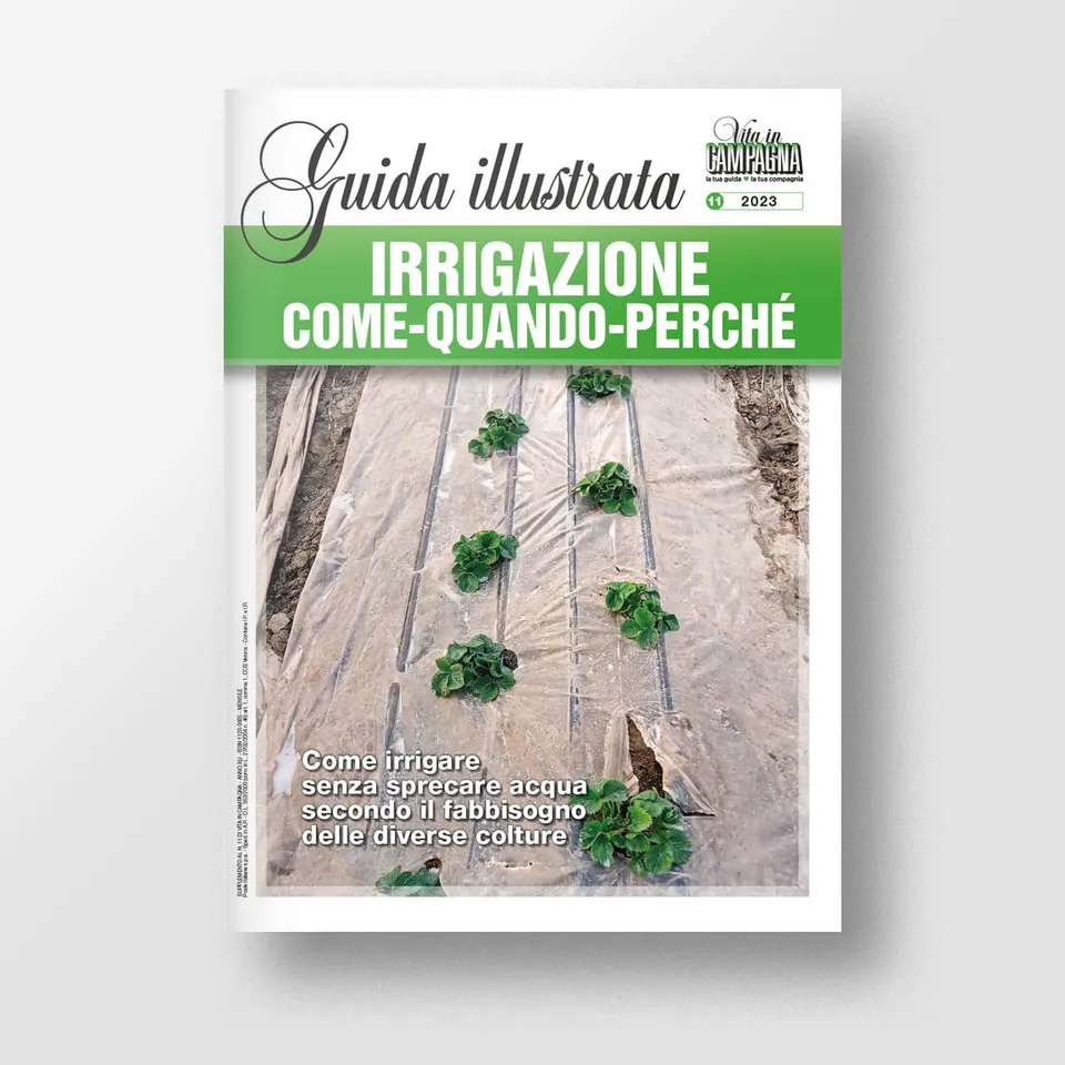 Mad Giardinaggio Irrigazione: come, quando, perché guida acqua