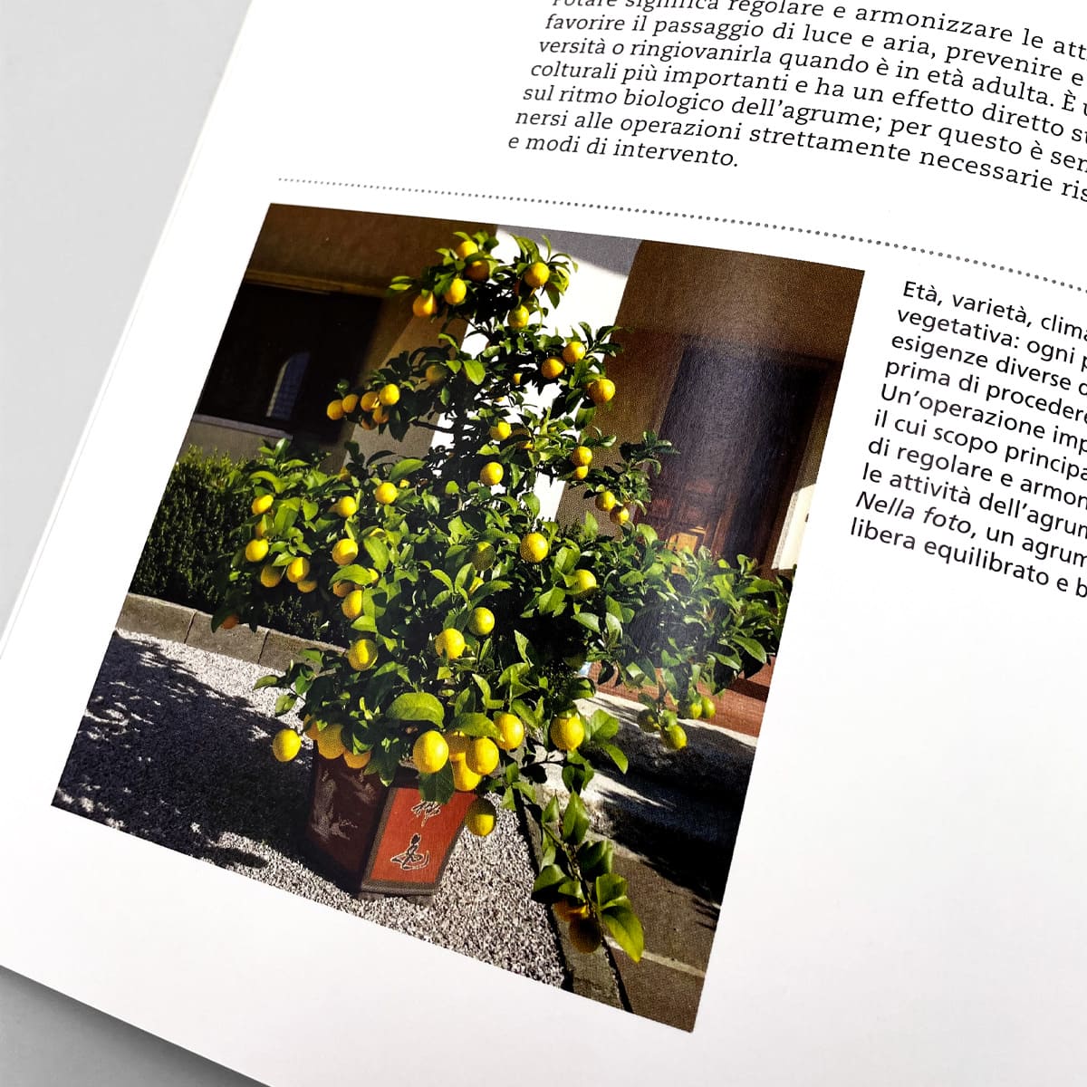 Mad Frutticoltura Agrumi in vaso libro limone balcone ricette