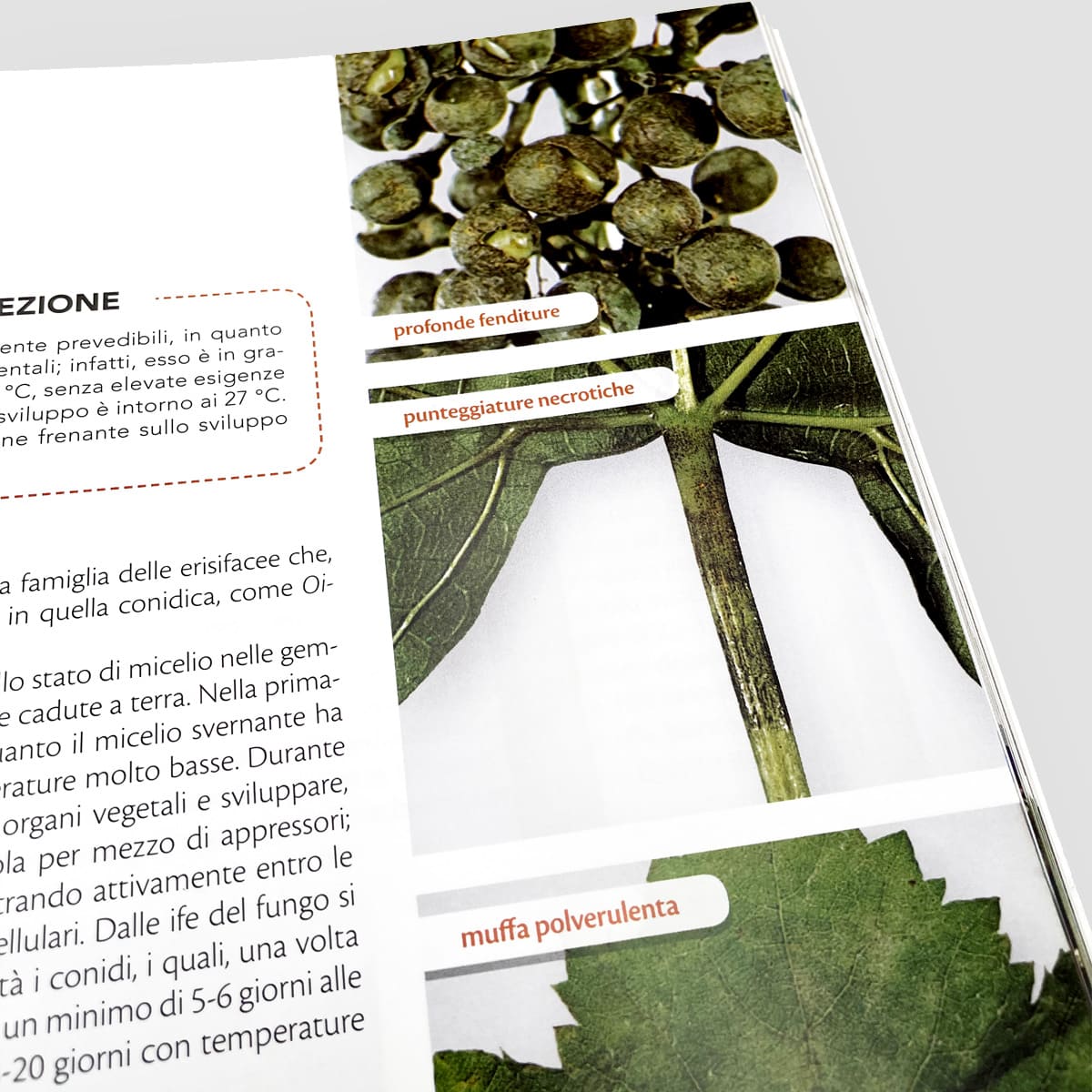 MAD Difesa Avversità vite manuale con app EdIA