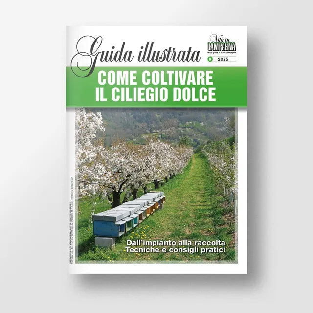 Mad Guide Illustrate Come coltivare il ciliegio dolce guida