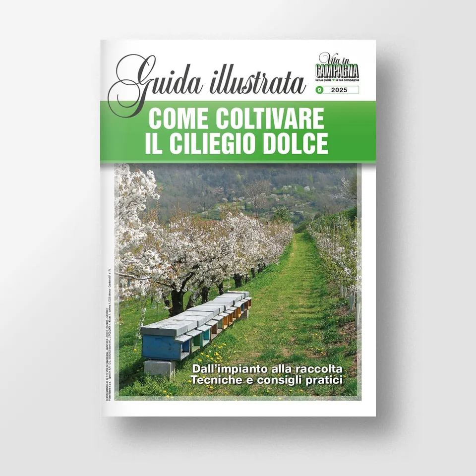 Mad Guide Illustrate Come coltivare il ciliegio dolce guida