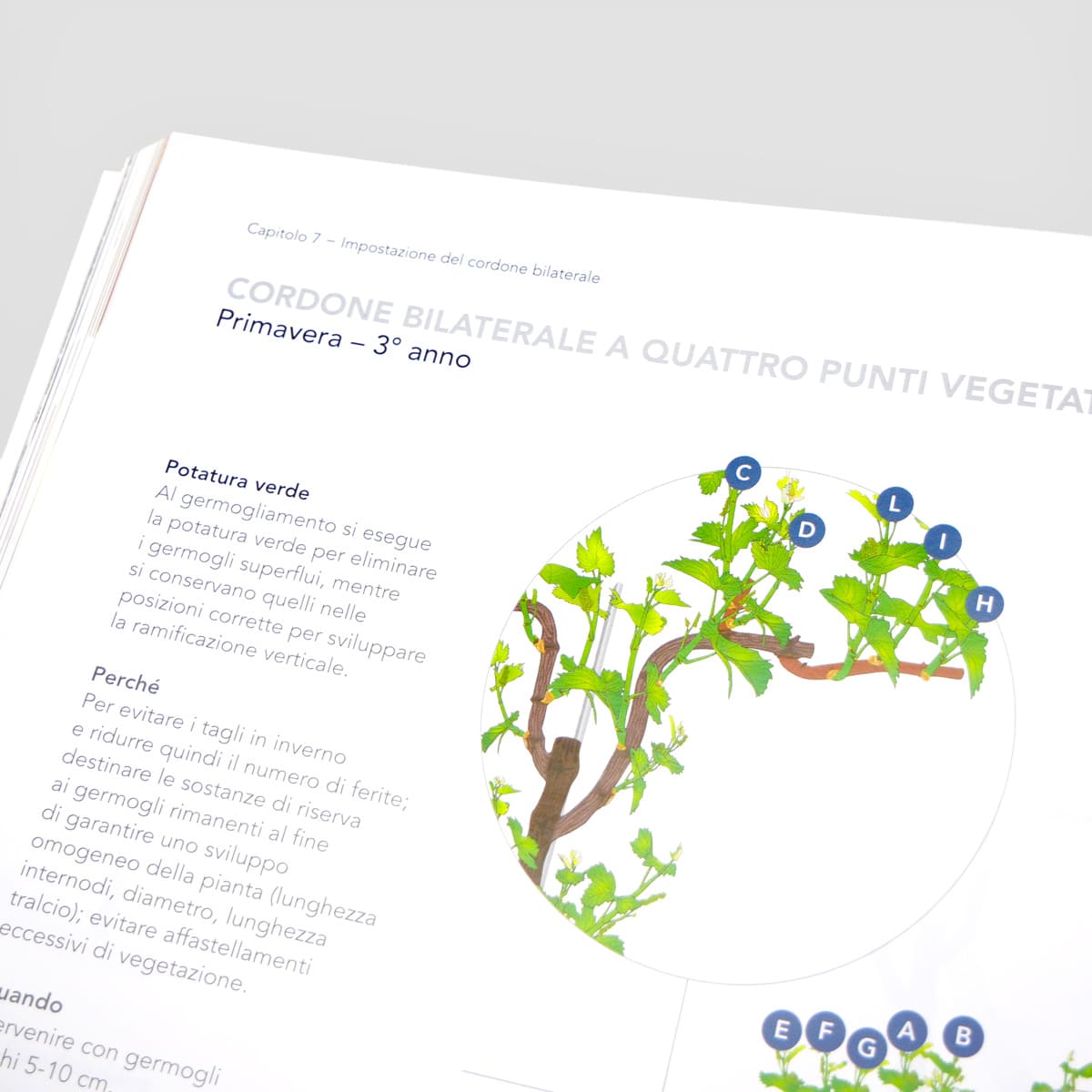 Mad Viticoltura Cordone speronato libro potatura vite