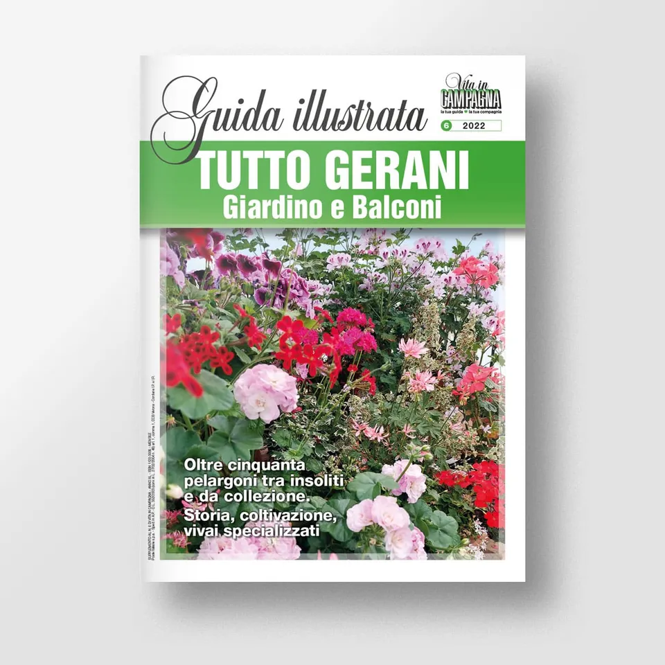 Mad Guide Illustrate Tutto gerani. Giardini e balconi guida pelargoni