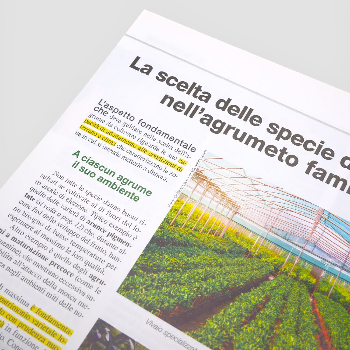 MAD Guide Illustrate Come coltivare piccolo agrumeto guida