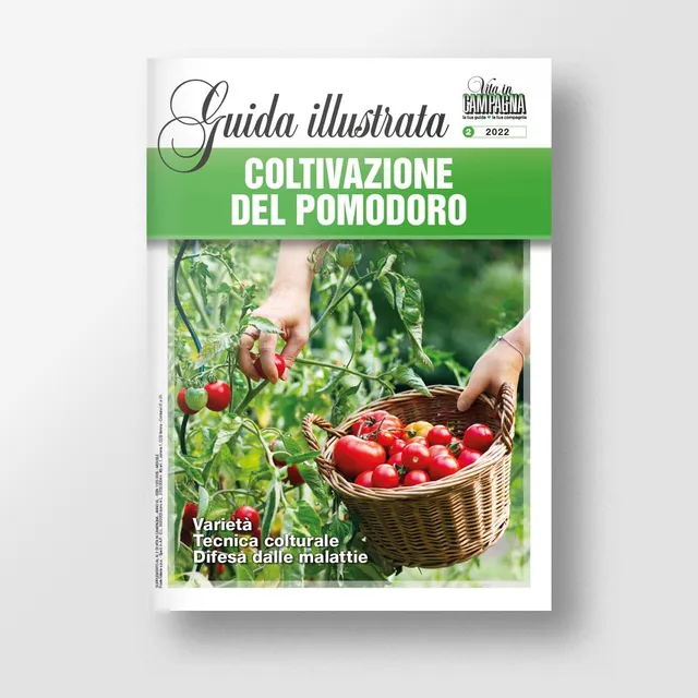 Mad Orticoltura Coltivazione del pomodoro guida numero singolo