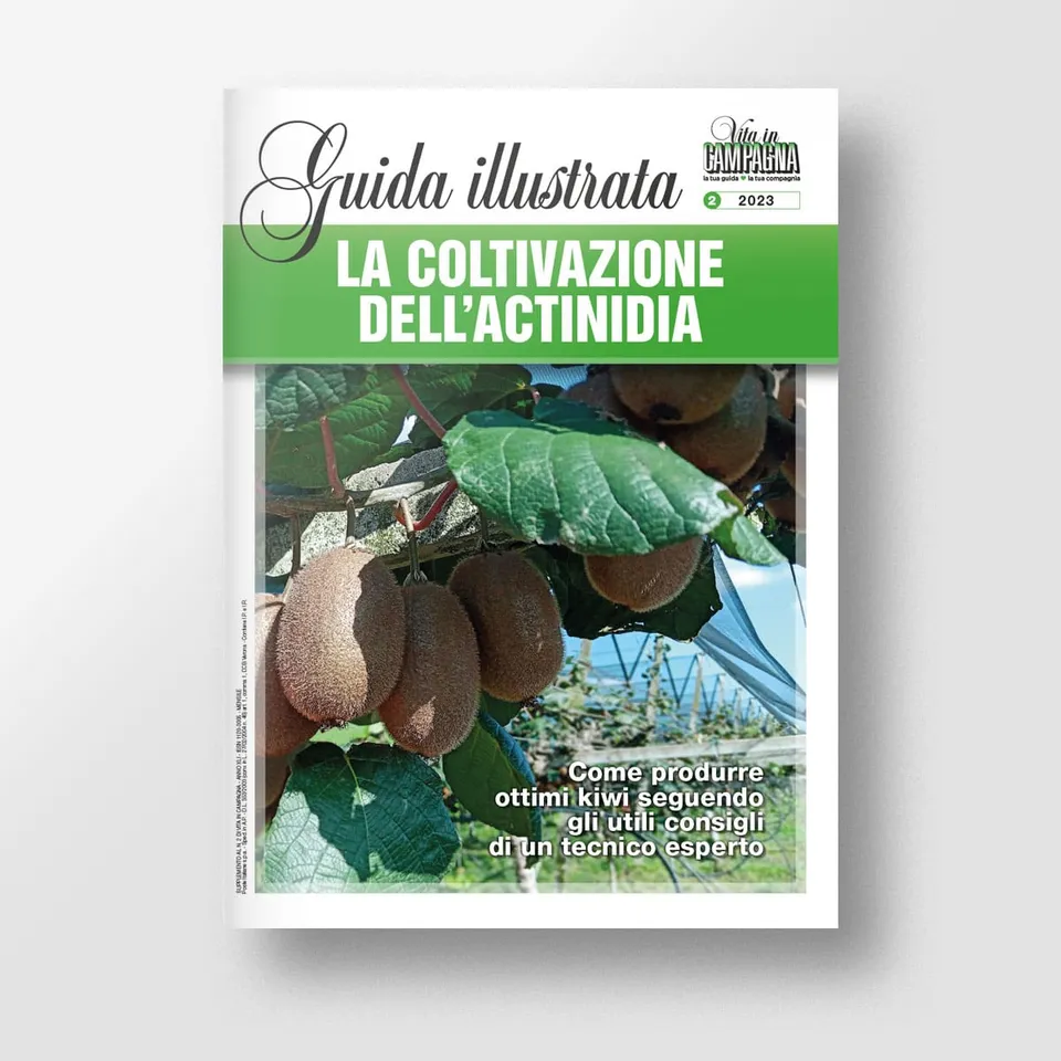 MAD Guide Illustrate La coltivazione dell’actinidia guida kiwi Hayward