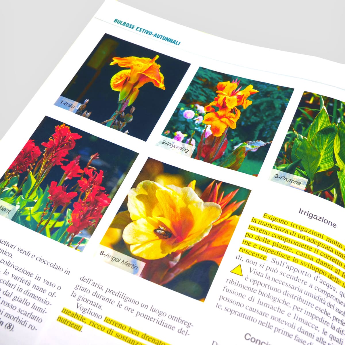 MAD Guide Illustrate Bulbose estivo-autunnali guida giardino