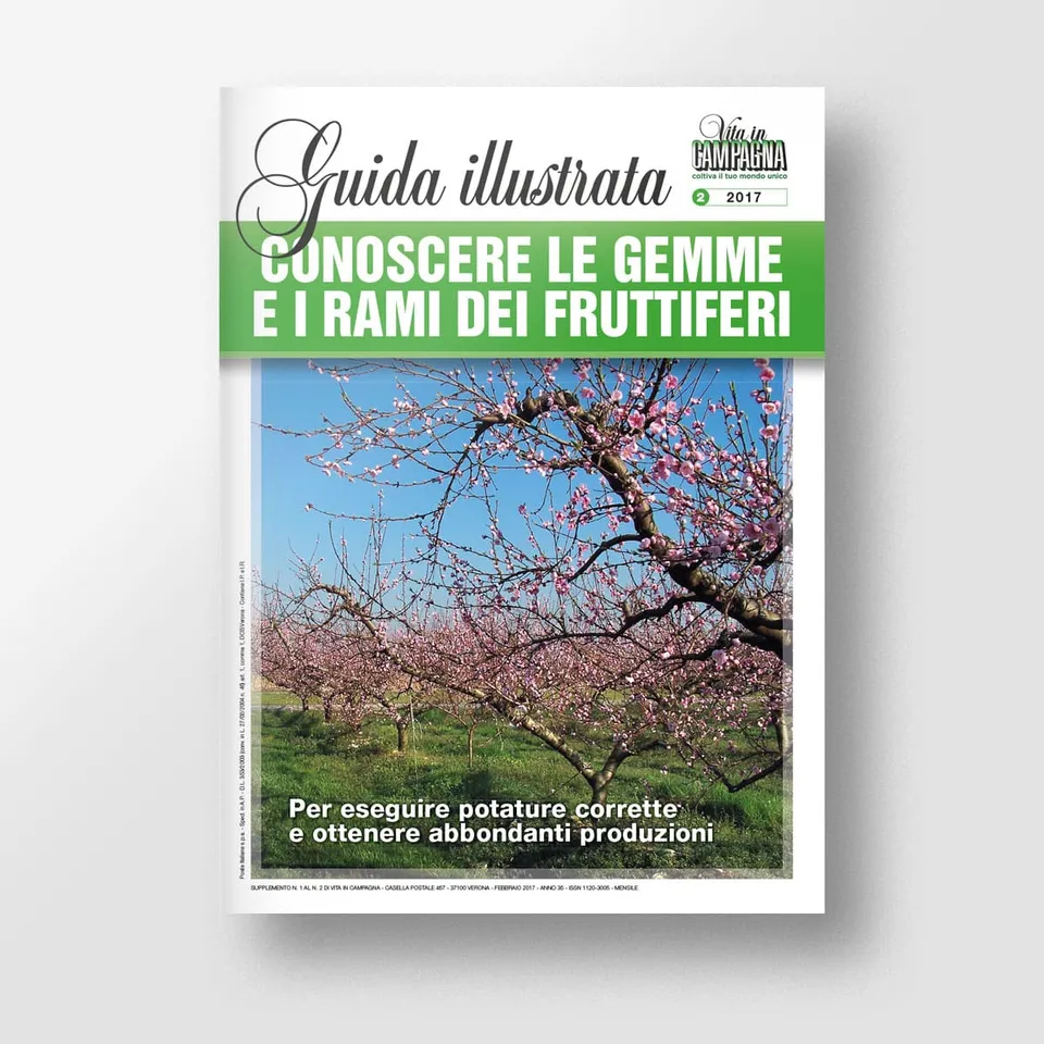 Mad Guide Illustrate Conoscere gemme e rami fruttiferi guida potatura