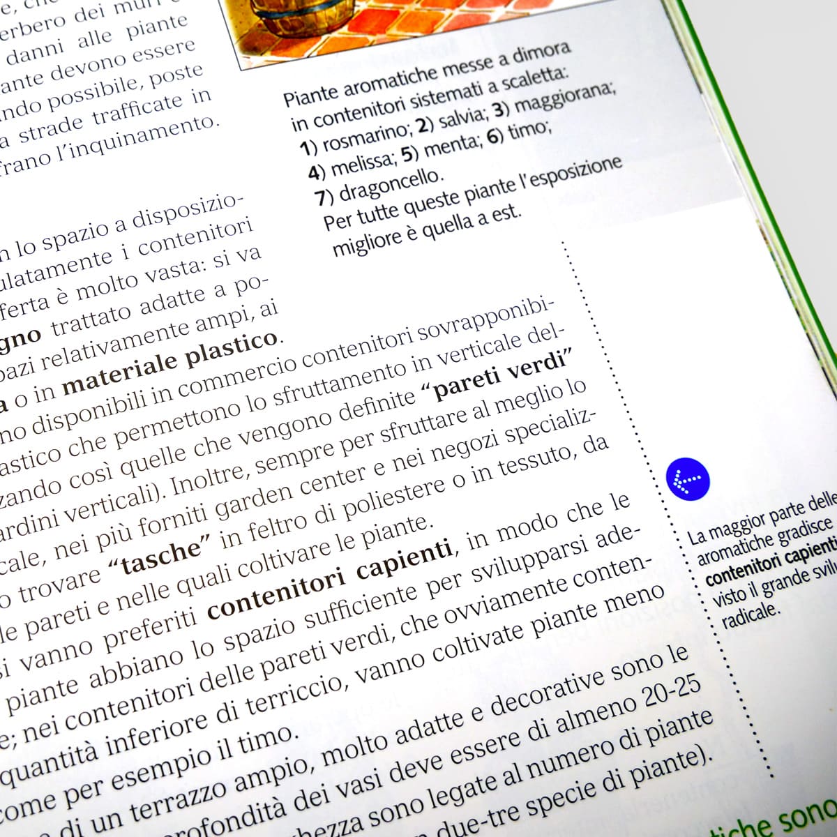 Mad Giardinaggio Coltivare bene su balconi e terrazzi guida vaso