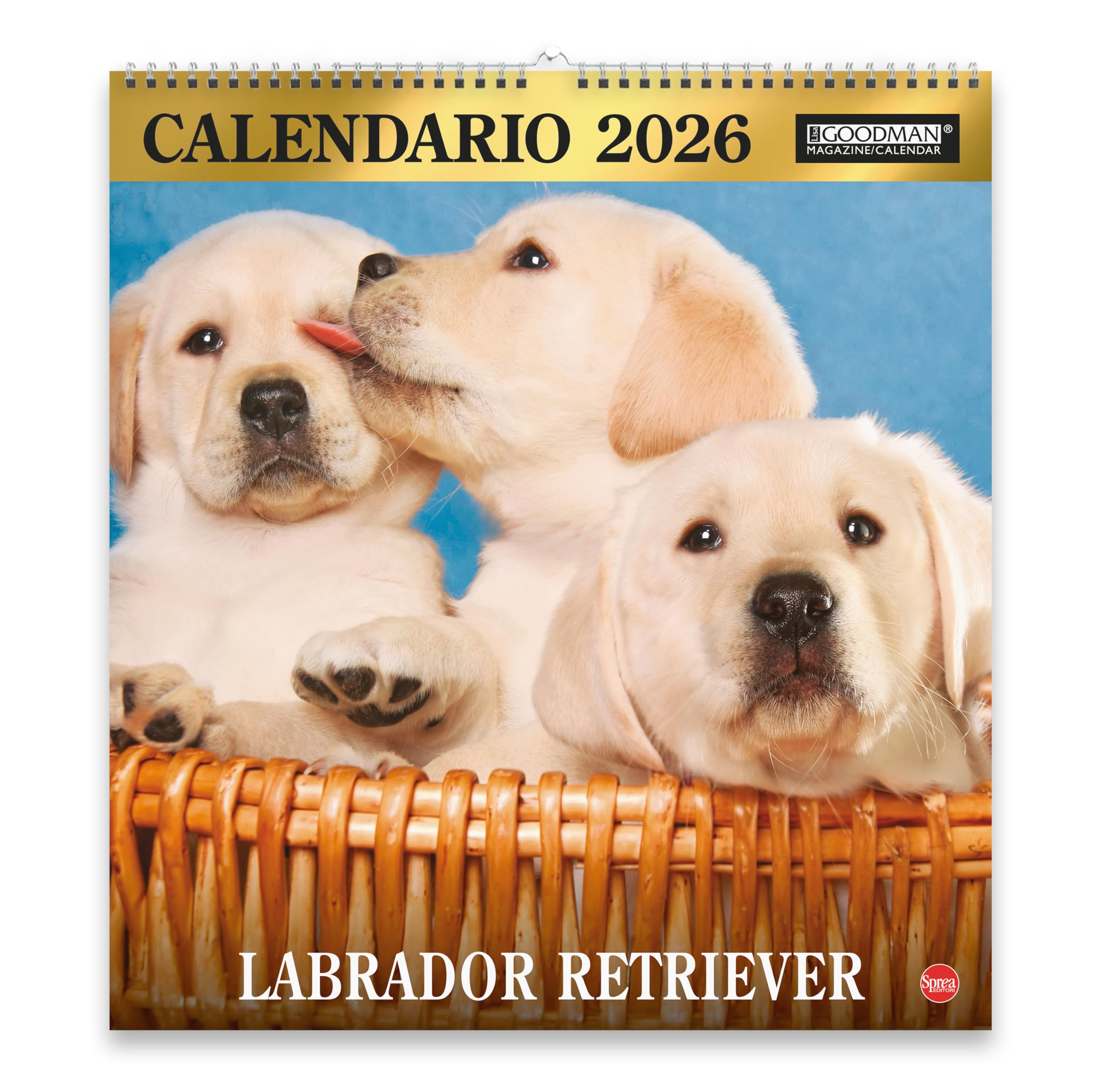 Sprea Labrador Magnum 2026 calendario da parete cuccioli