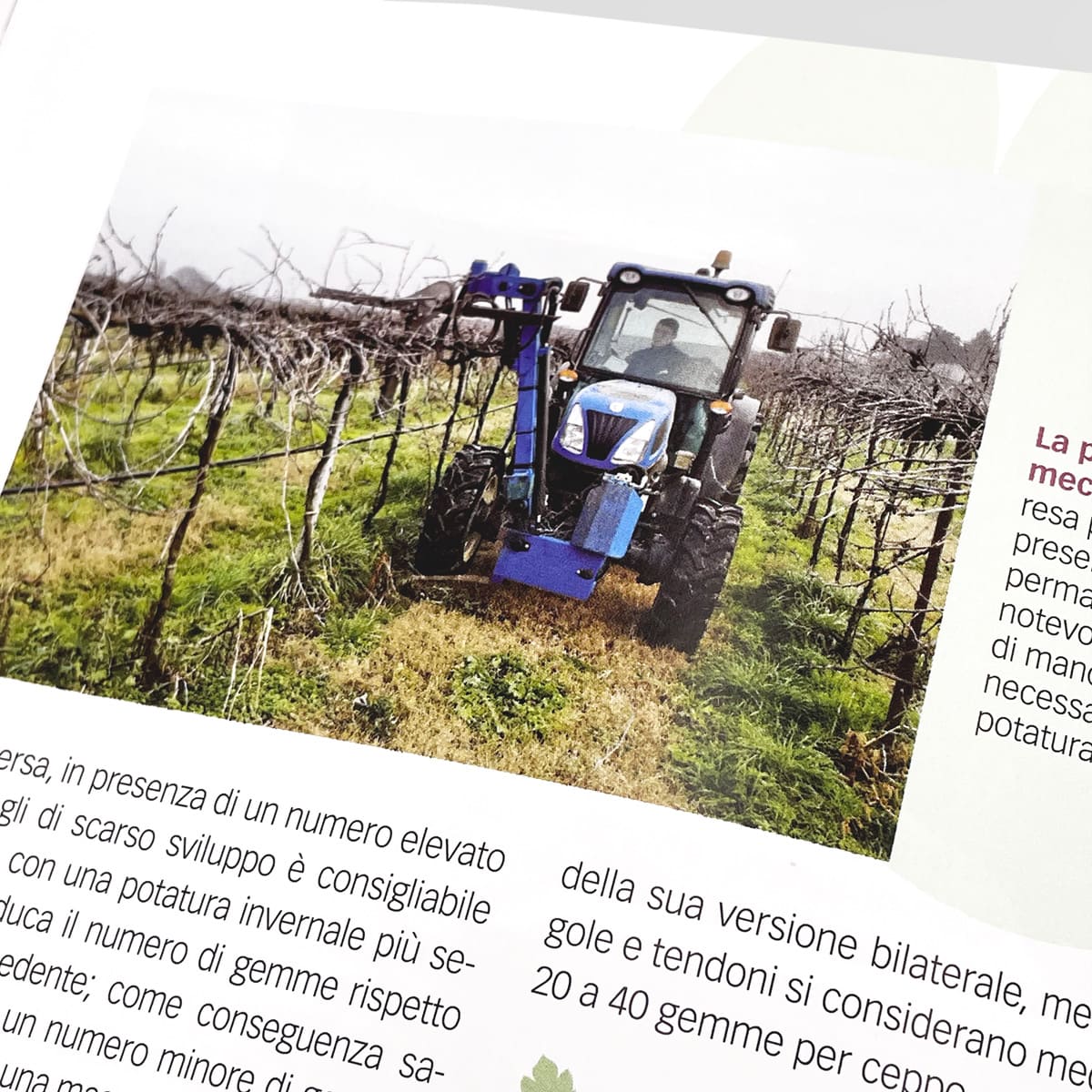 Mad Viticoltura Vigneto bio manuale viticoltura biologica