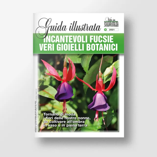 Mad Guide Illustrate Incantevoli fucsie libro coltivazione vaso