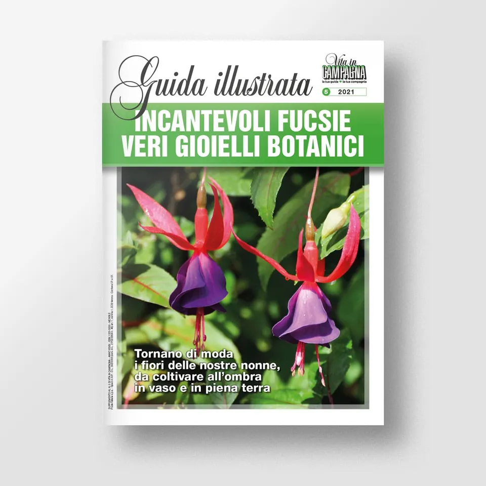 Mad Guide Illustrate Incantevoli fucsie libro coltivazione vaso
