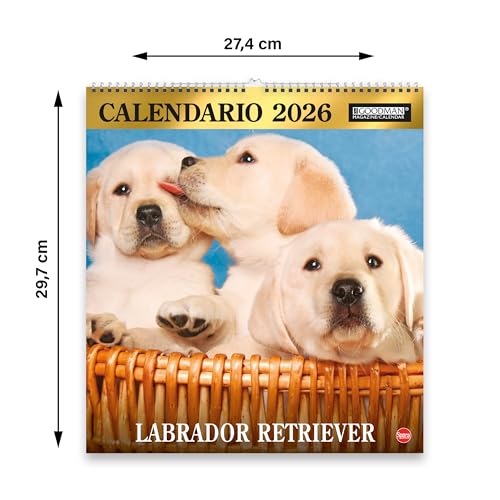 Sprea Labrador Magnum 2026 calendario da parete cuccioli