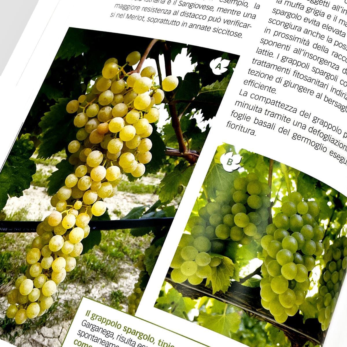 Mad Viticoltura Vigneto bio manuale viticoltura biologica