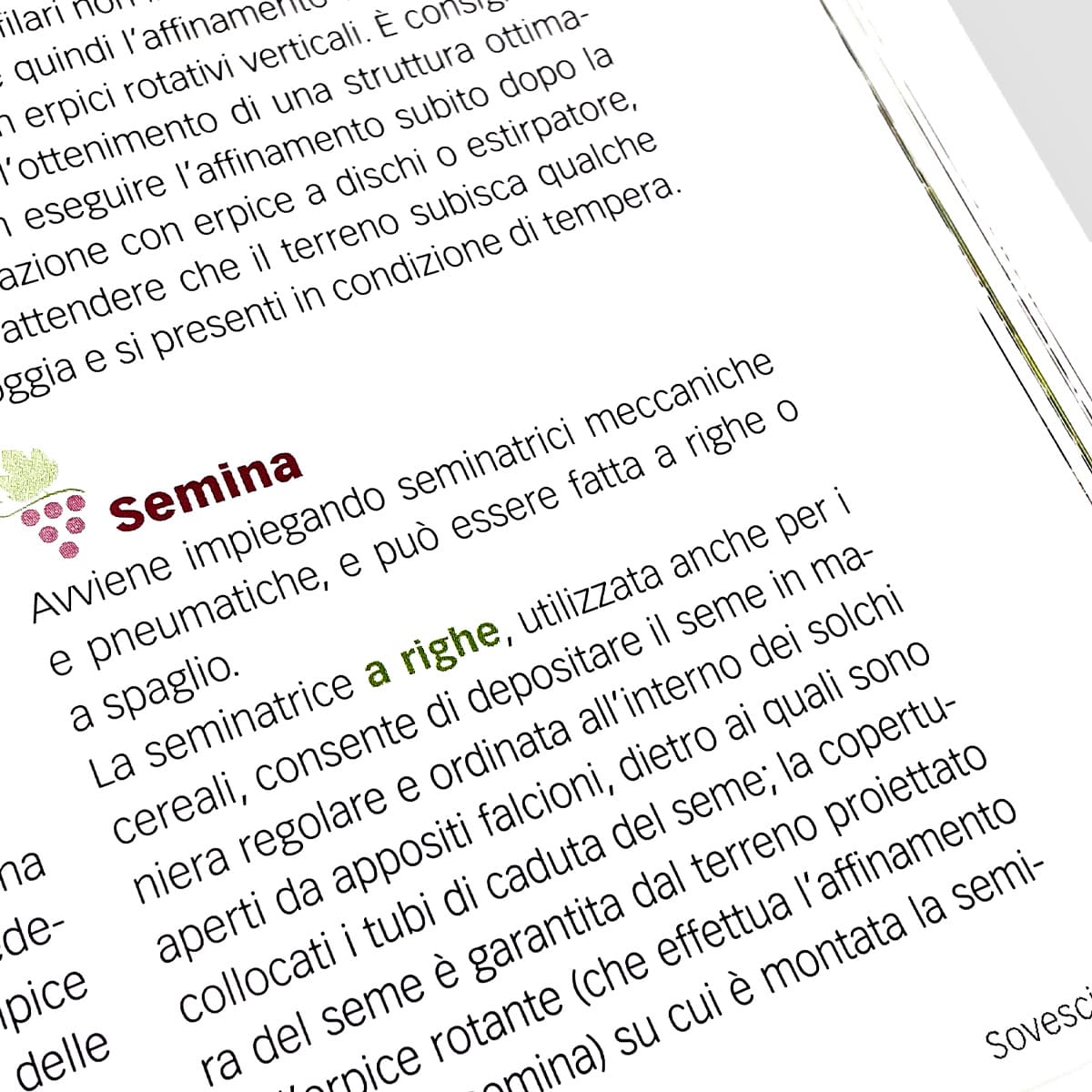 Mad Viticoltura Vigneto bio manuale viticoltura biologica