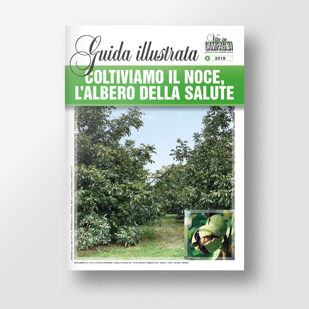Mad Frutticoltura Coltiviamo il noce albero della salute guida