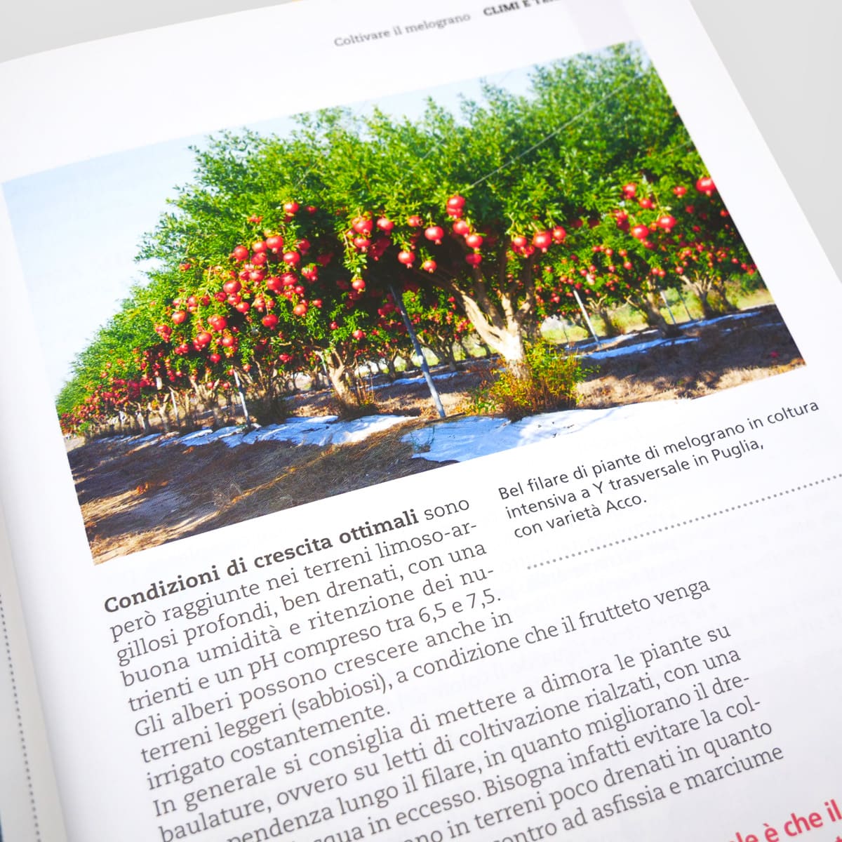Mad Frutticoltura Coltivare il melograno guida numero singolo