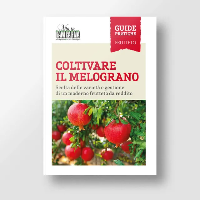 Mad Frutticoltura Coltivare il melograno guida numero singolo