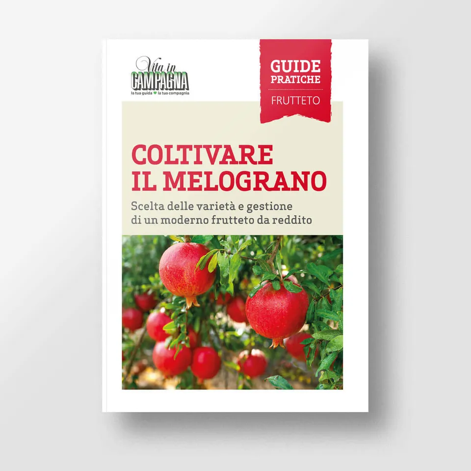 Mad Frutticoltura Coltivare il melograno guida numero singolo