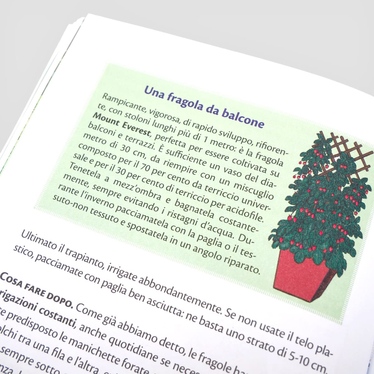 Mad Cucina Coltiva&Cucina Fragole libro frutti bosco