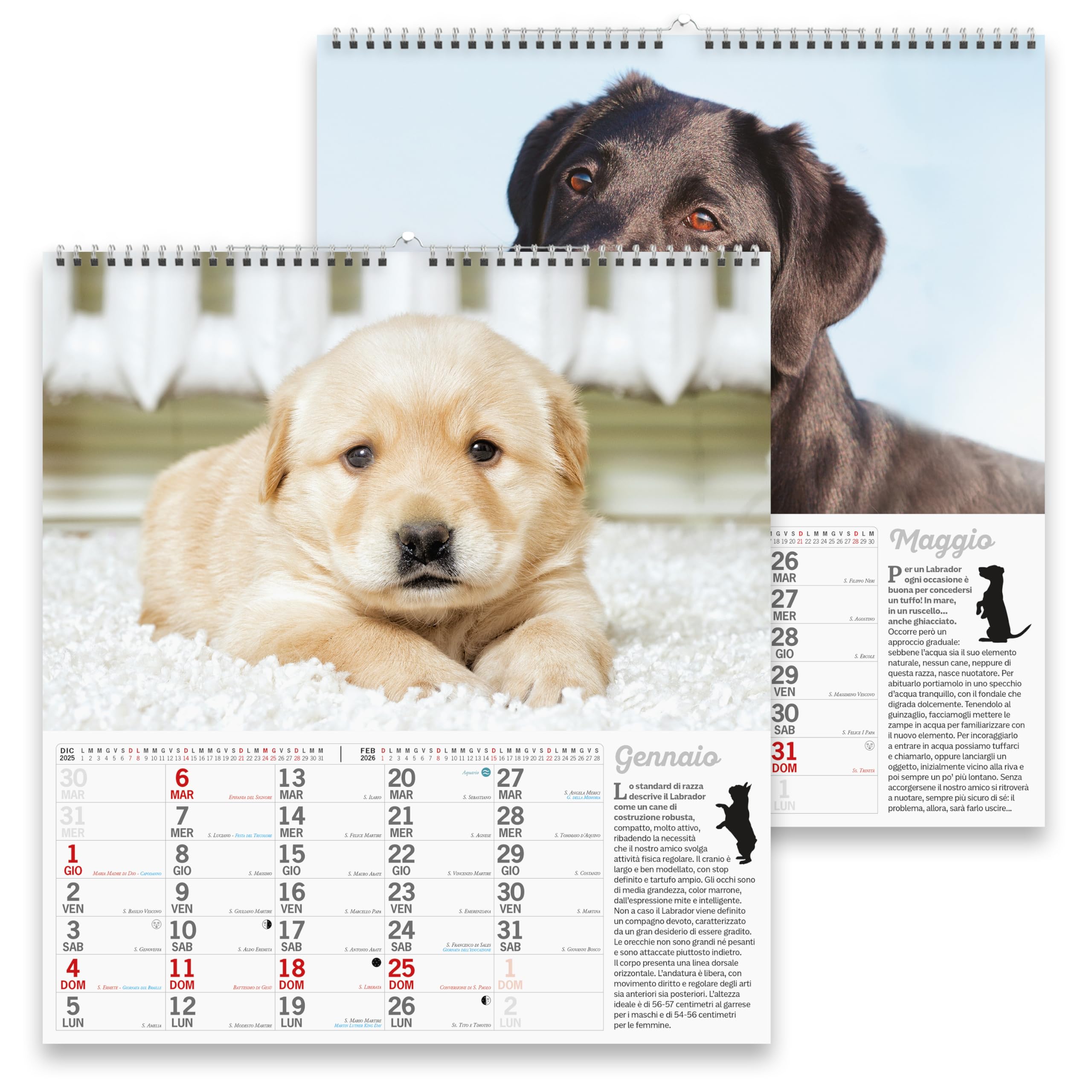 Sprea Labrador Magnum 2026 calendario da parete cuccioli