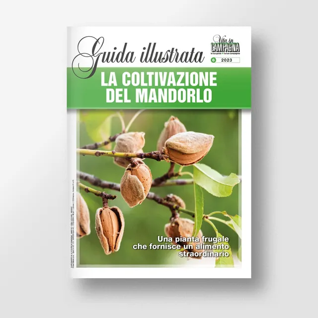 MAD Guide Illustrate La coltivazione del mandorlo guida potatura