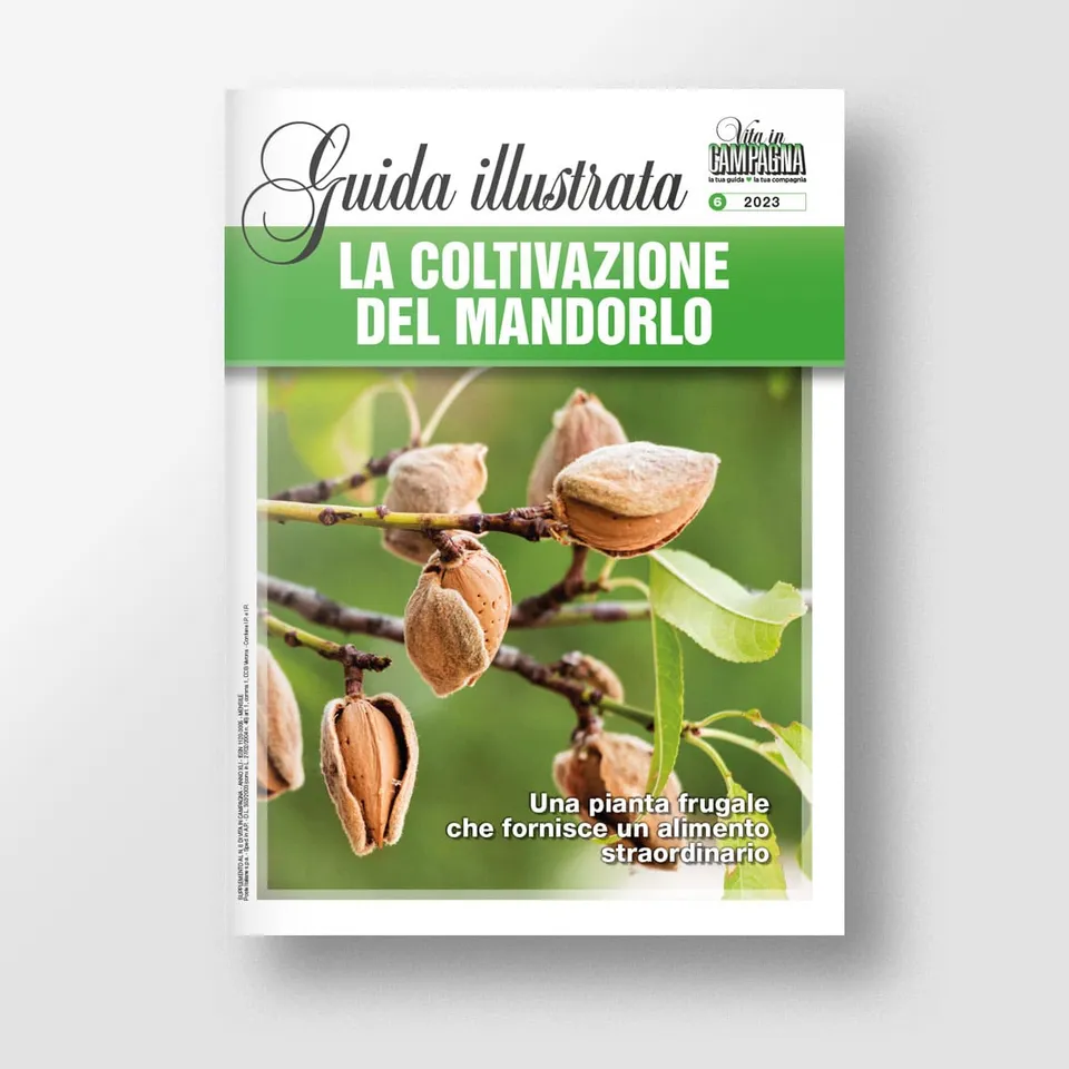 MAD Guide Illustrate La coltivazione del mandorlo guida potatura