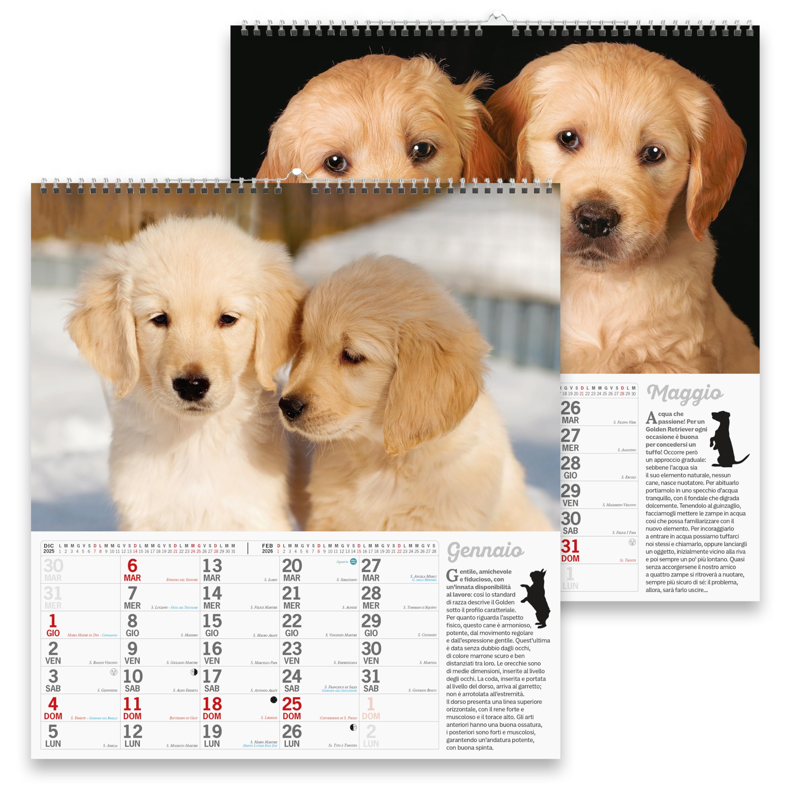 Sprea Golden Retriever Magnum 2026 calendario parete