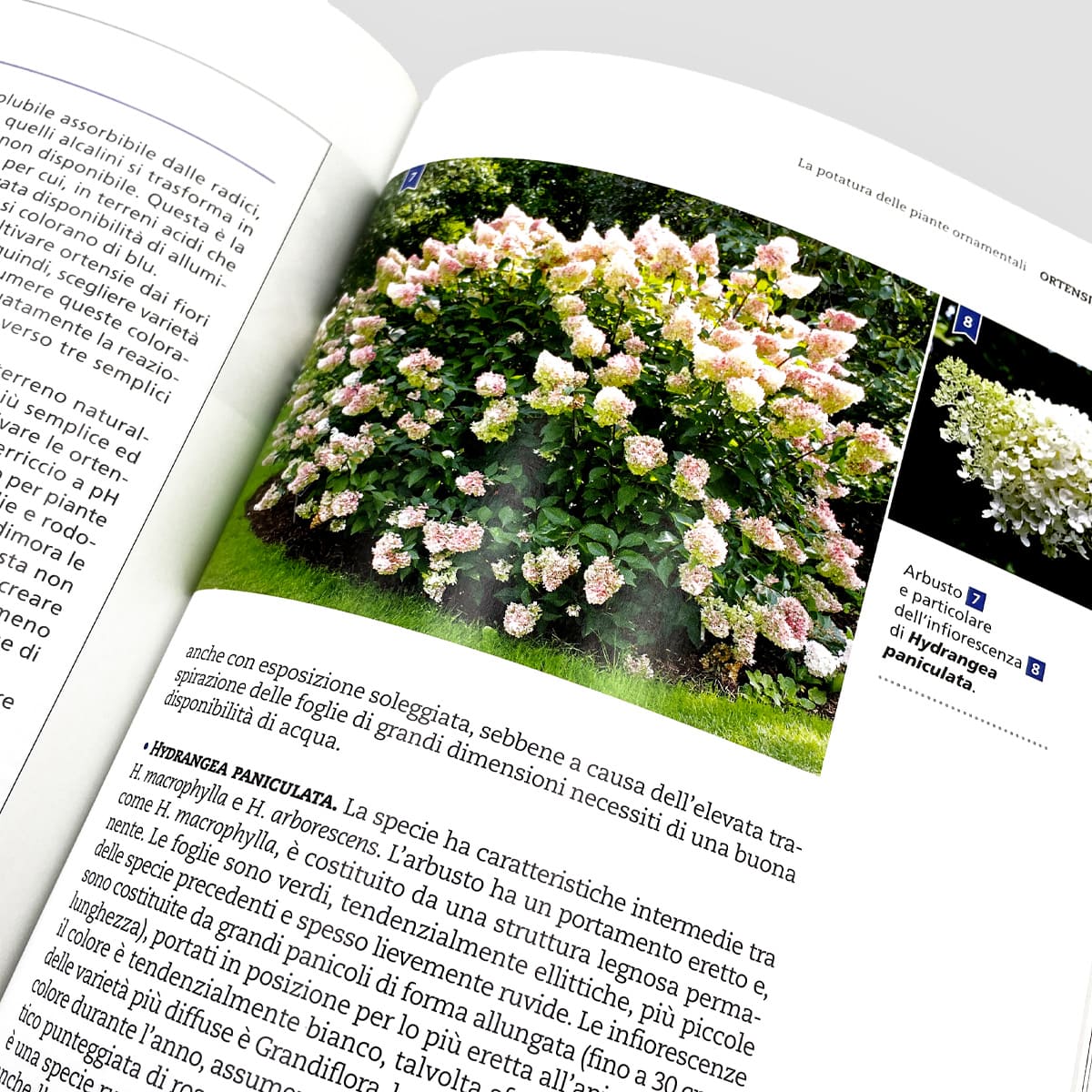 MAD Giardinaggio Potatura piante ornamentali libro ortensie e rose
