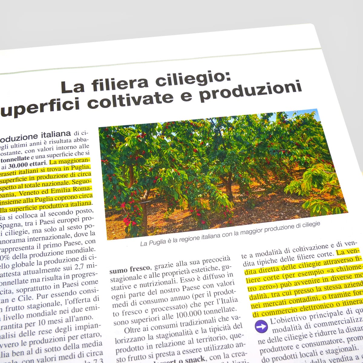 Mad Guide Illustrate Come coltivare il ciliegio dolce guida