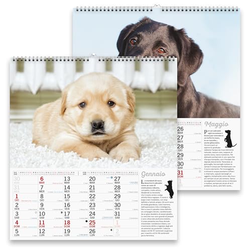 Sprea Labrador Magnum 2026 calendario da parete cuccioli