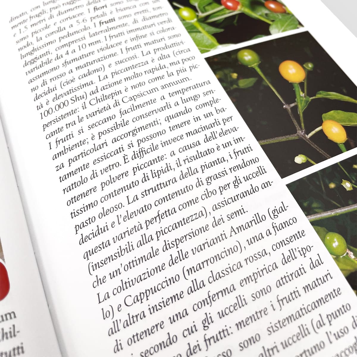 Mad Cucina Peperoncino libro 24 varietà numero singolo