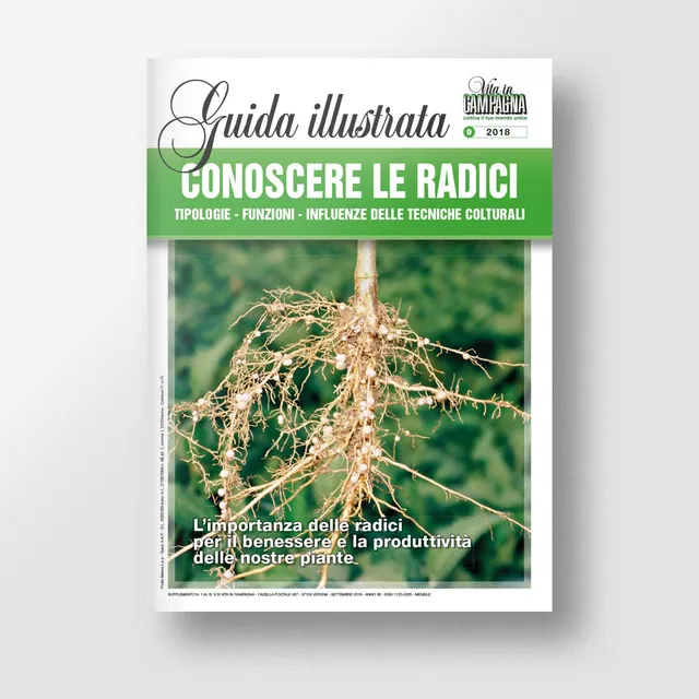 Mad Guide Illustrate Conoscere le radici guida piante