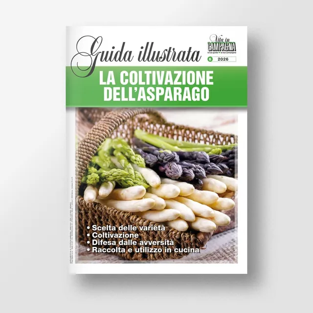 Mad Guide Illustrate La coltivazione dell’asparago guida varietà e raccolta