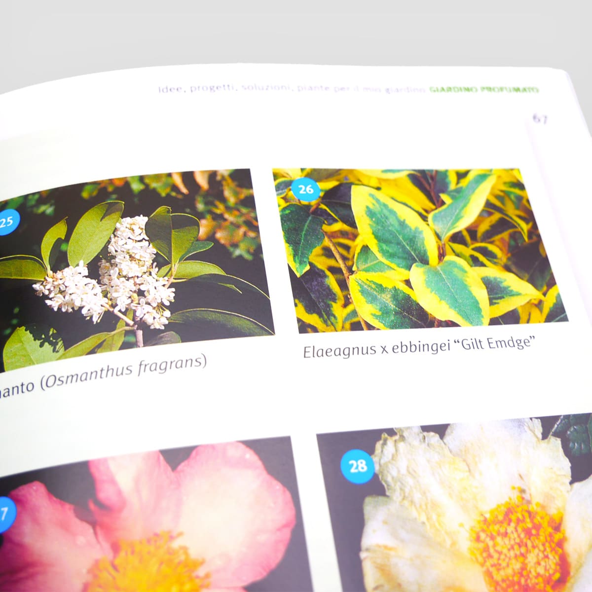 Mad Giardinaggio Idee progetti piante libro giardino