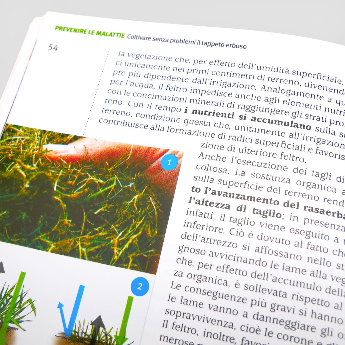 Mad Giardinaggio Coltivare senza problemi il tappeto erboso guida