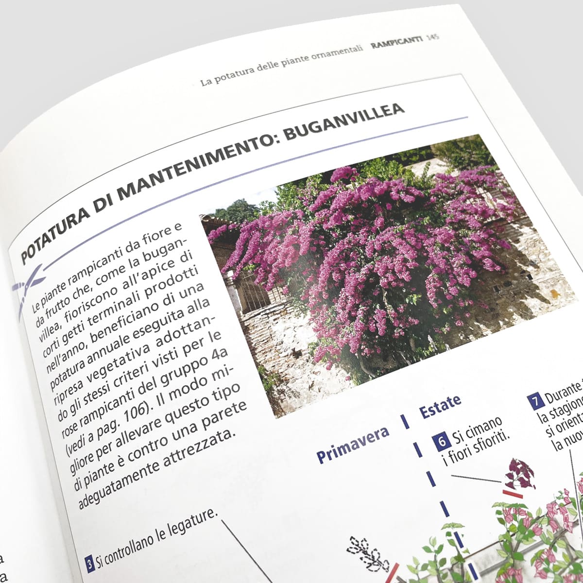 MAD Giardinaggio Potatura piante ornamentali libro ortensie e rose