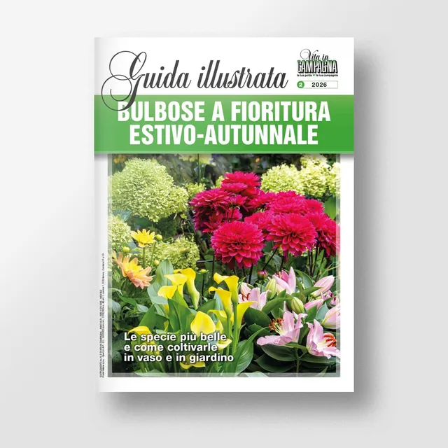 MAD Guide Illustrate Bulbose estivo-autunnali guida giardino