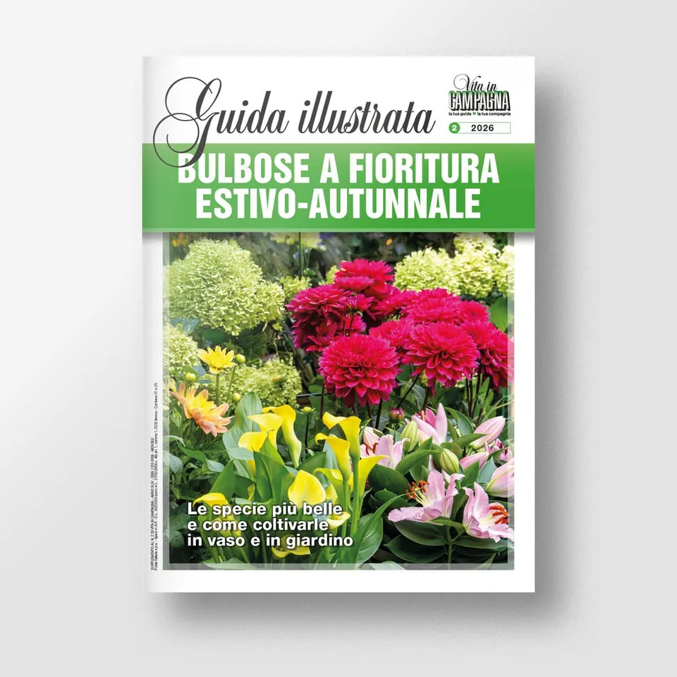 MAD Guide Illustrate Bulbose estivo-autunnali guida giardino