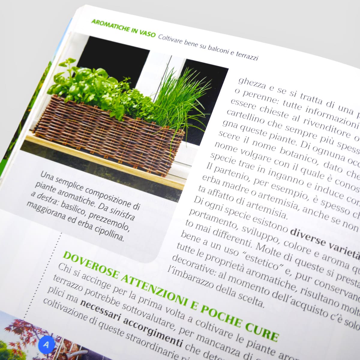 Mad Giardinaggio Coltivare bene su balconi e terrazzi guida vaso