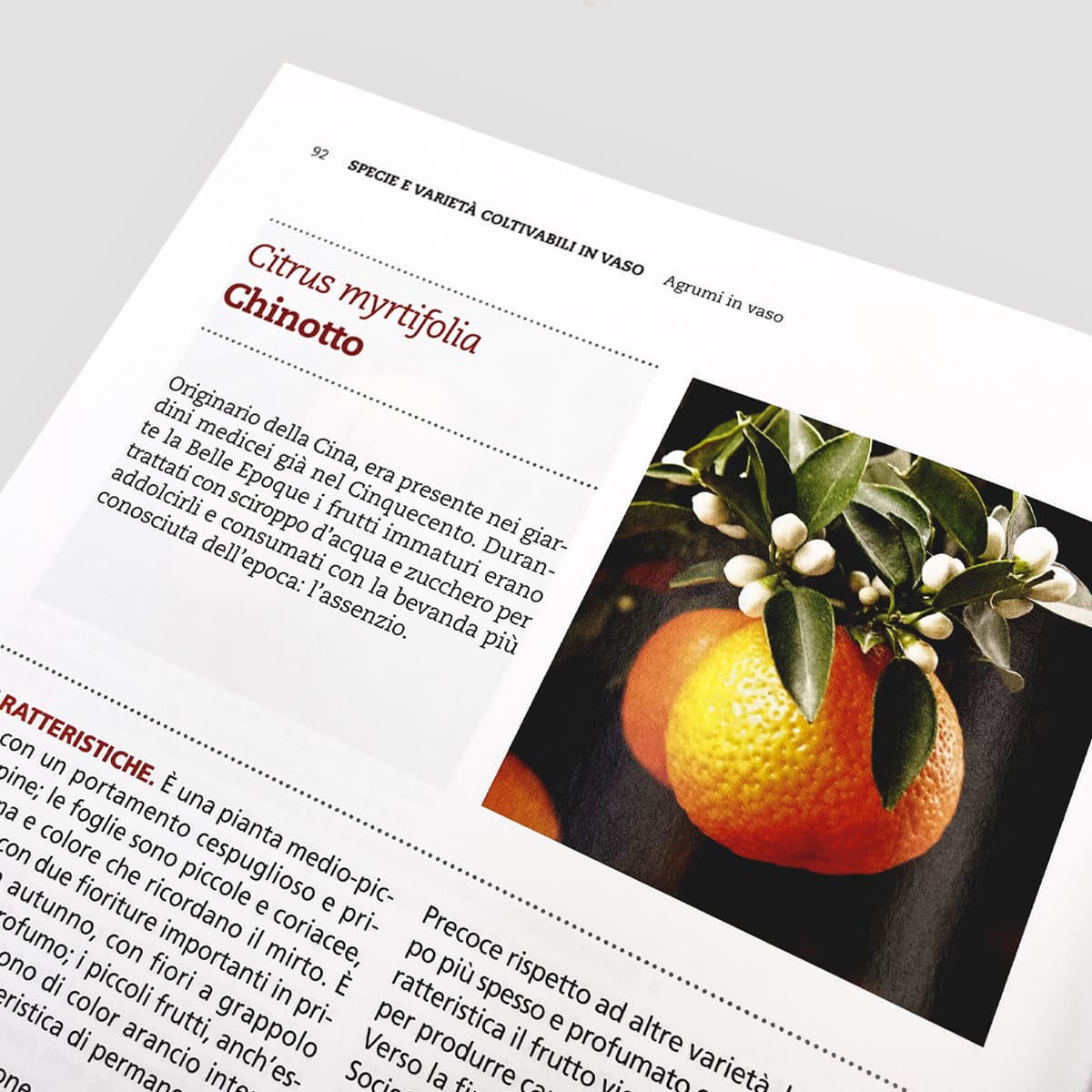Mad Frutticoltura Agrumi in vaso libro limone balcone ricette
