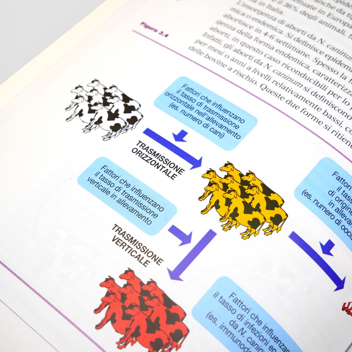 Mad Allevamenti Bovine da latte libro malattie produzione