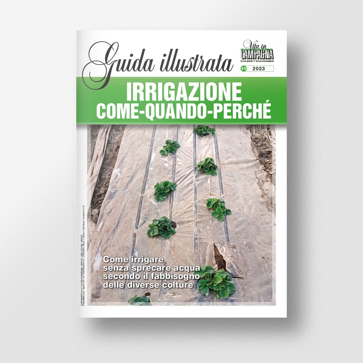 Mad Giardinaggio Irrigazione: come, quando, perché guida acqua