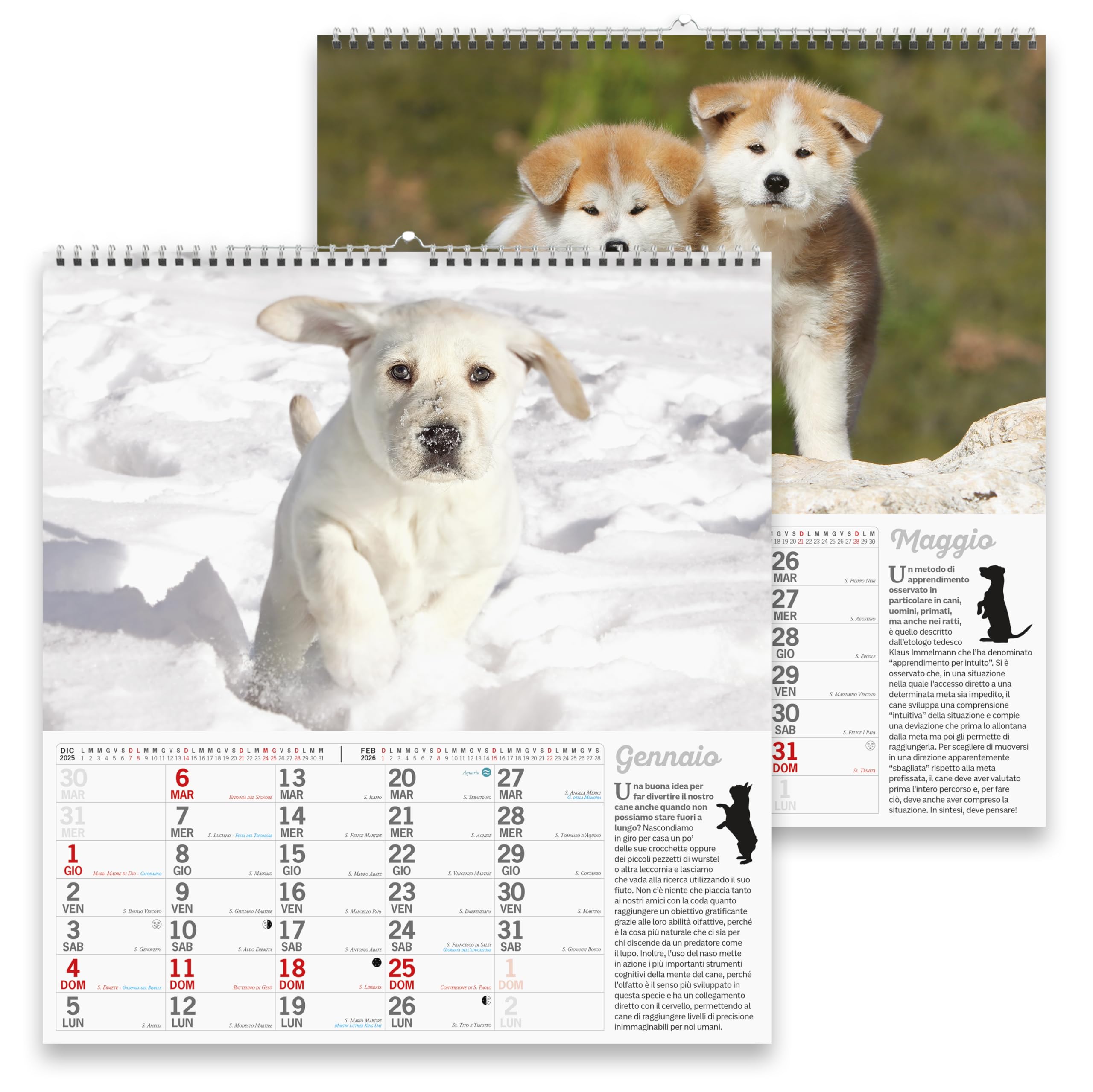 Sprea Cani Magnum 2026 calendario da parete foto razze