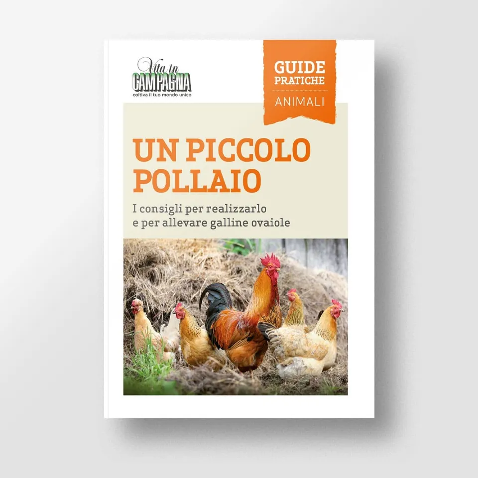 MAD Allevamenti Un Piccolo Pollaio Guida Numero Singolo Ovaiole