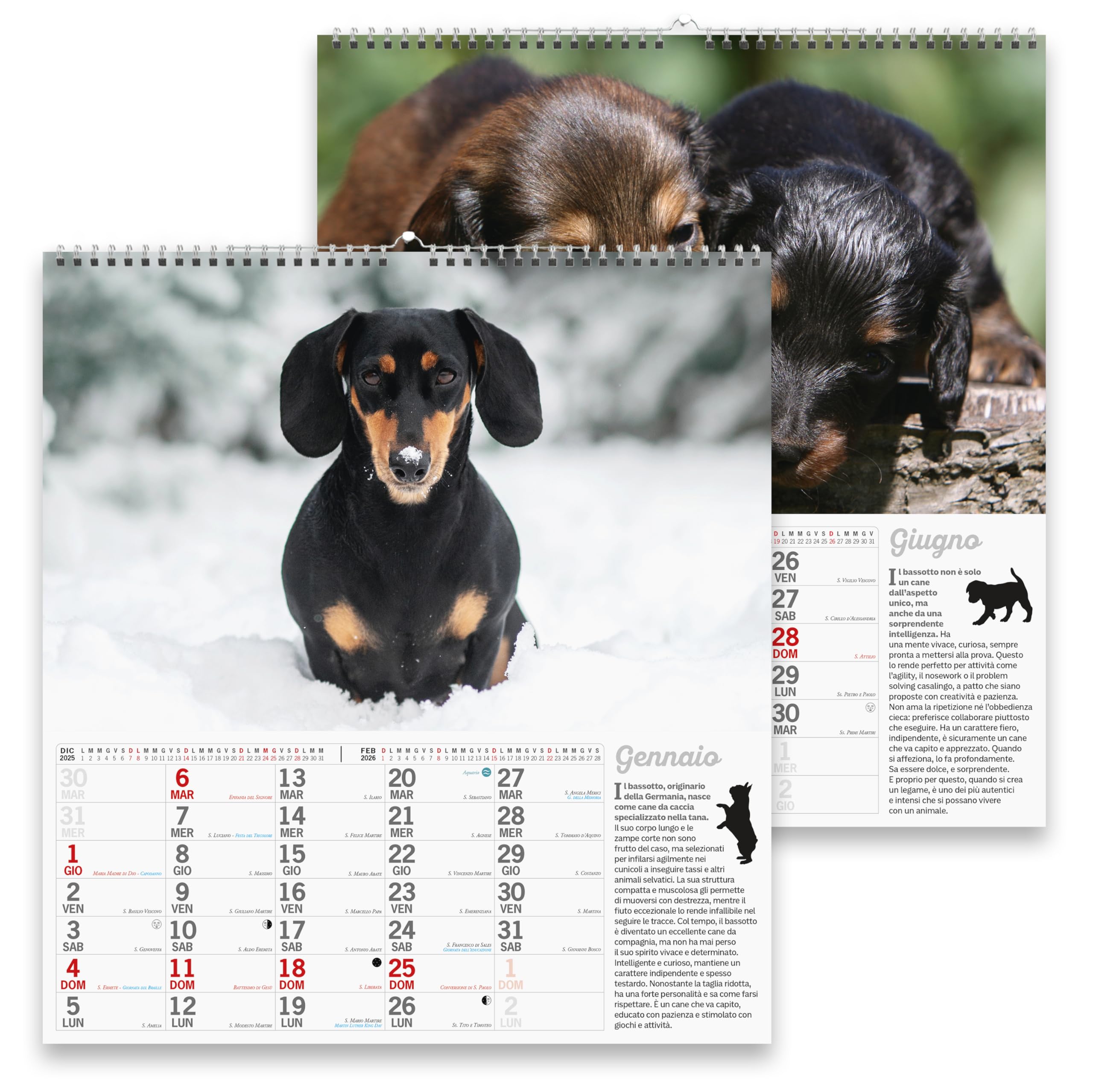 Sprea Bassotti Magnum 2026 calendario da parete consigli