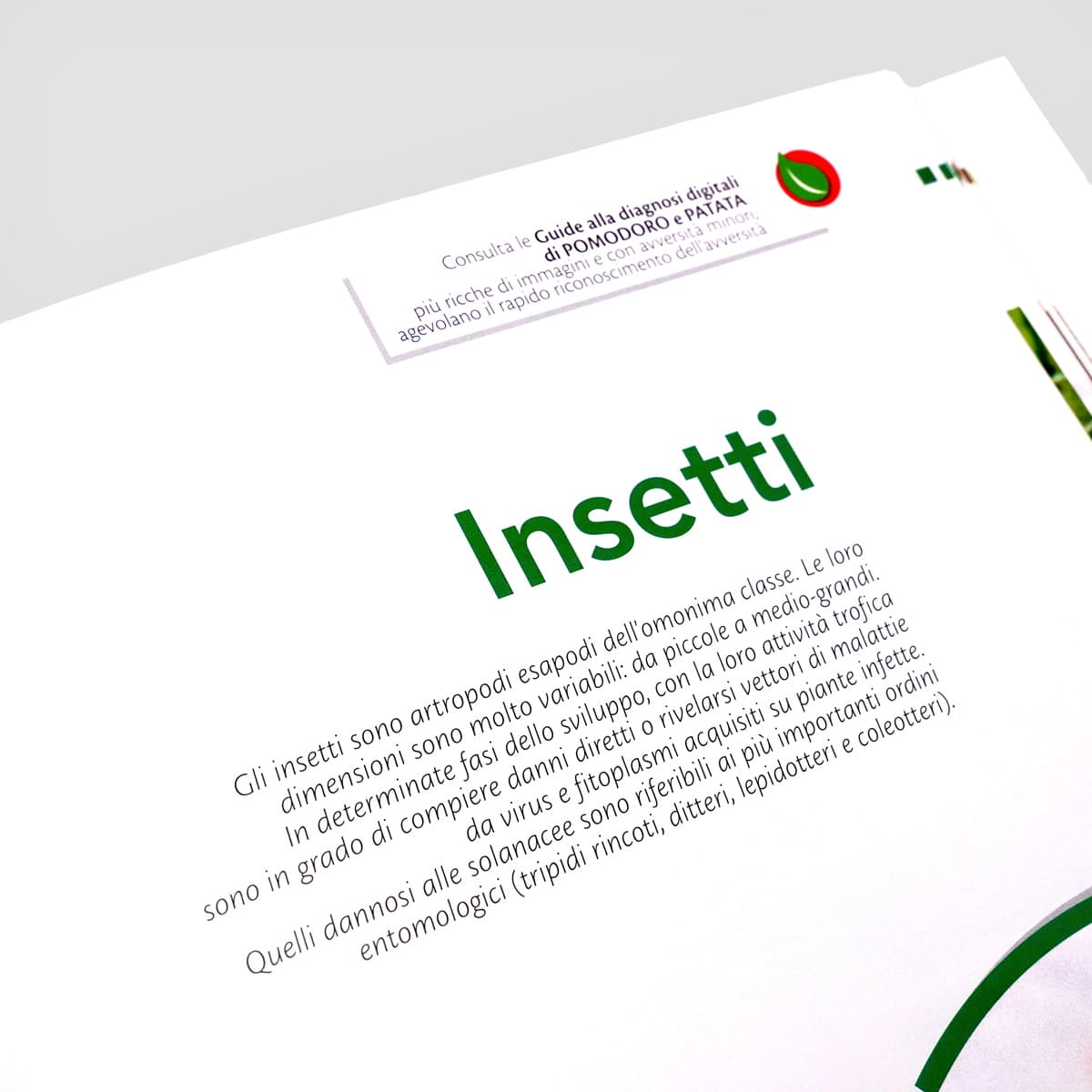 MAD Difesa Pomodoro Patata Melanzana Peperone Manuale Singolo